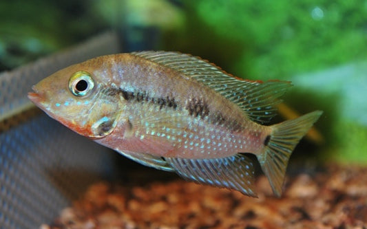 Feuermaulbuntbarsch – Thorichthys meeki | Farbenprächtiger, friedlicher Mittelamerika-Cichlide
