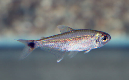 Messingsalmler – Hemigrammus rodwayi | Friedlicher, goldglänzender Zierfisch 3-3,5cm