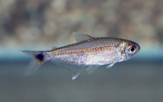 Messingsalmler (Hemigrammus rodwayi) – Sparset 10 Stück