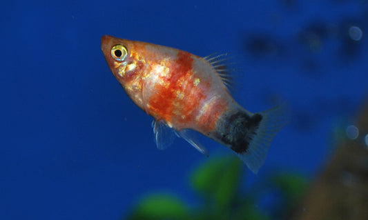 Platy Bleeding Heart Mickey Mouse – Xiphophorus maculatus M 2–2,5 cm | Rote Zuchtform mit typischer Schwanzzeichnung