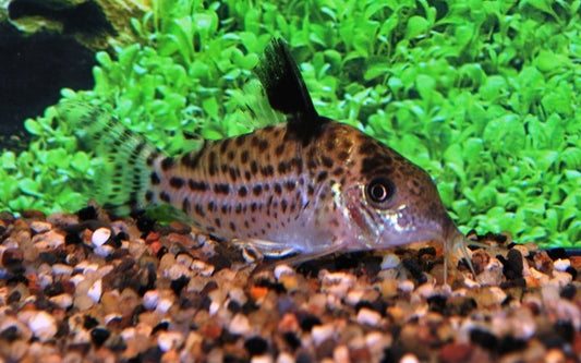 Gepunkteter Panzerwels – Corydoras ambiacus | Seltener Wildfang mit markanter Punktzeichnung & ruhigem Schwarmverhalten