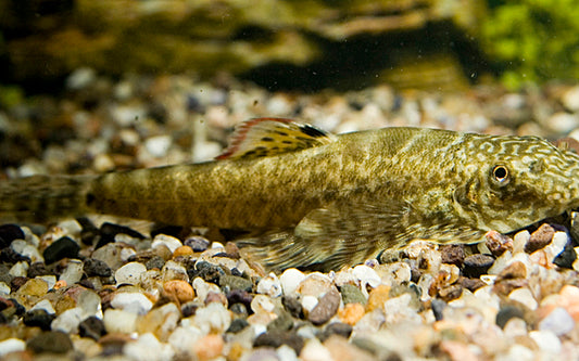 Kleiner Flossensauger – Pseudogastromyzon myersi | Friedlicher Wildfang & effektiver Algenfresser