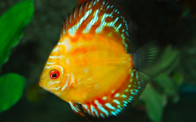 Diskus Pigeon Blood – Symphysodon aequifasciatus ‘Pigeon Blood’ | Leuchtend rote Zuchtform