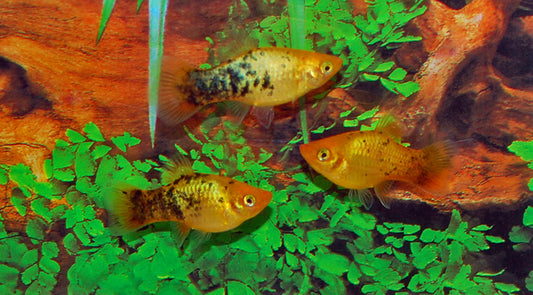 Platy Neon Gold Spotted – Xiphophorus maculatus M 2–2,5 cm | Goldene Zuchtform mit schimmernden Punkten