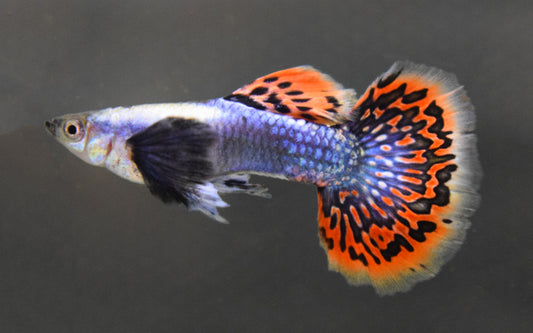 Guppy Dumbo Ear Blau Mosaic – Poecilia reticulata M 2,5–3 cm | Edle Zuchtform mit blauem Mosaikmuster