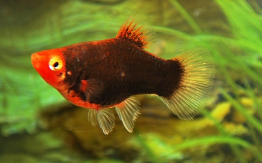 Korallenplaty Schwarz – Xiphophorus maculatus M 2–2,5 cm | Edle Zuchtform mit tiefschwarzer Körperfarbe