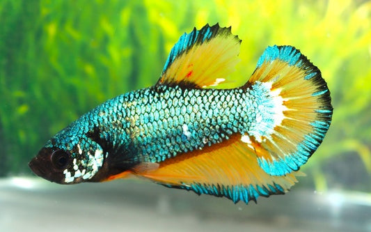 Kampffisch Plakat Mustard – Betta sp. | Kurzflossige Zuchtform mit gelben Flossen und dunklem Körper