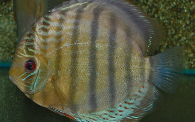 Diskus Tefé – Symphysodon aequifasciatus Tefé | Prächtiger Amazonas-Wildfang