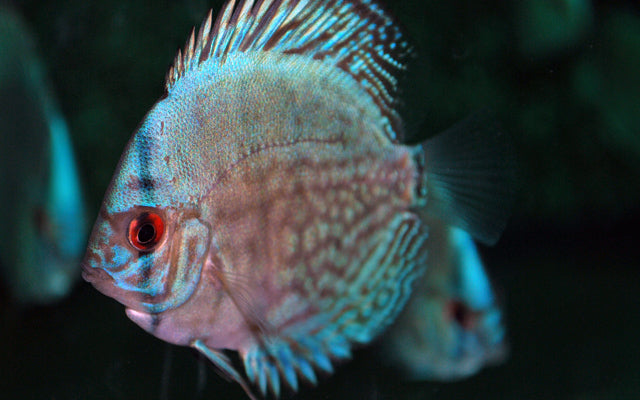 Diskus Cobalt Blau – Symphysodon aequifasciatus ‘Cobalt Blue’ | Intensiv blaue Zuchtform