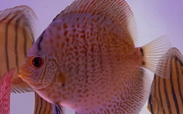 Diskus Snake Skin Blau – Symphysodon aequifasciatus ‘Snakeskin Blue’ | Edle, fein gemusterte Zuchtform