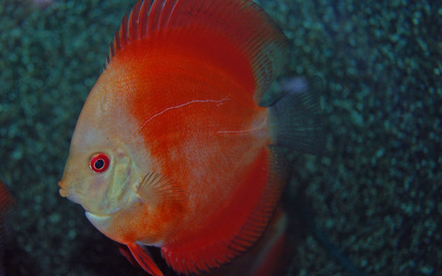 Diskus Red Melon – Symphysodon aequifasciatus ‘Red Melon’ | Intensiv rote Zuchtform