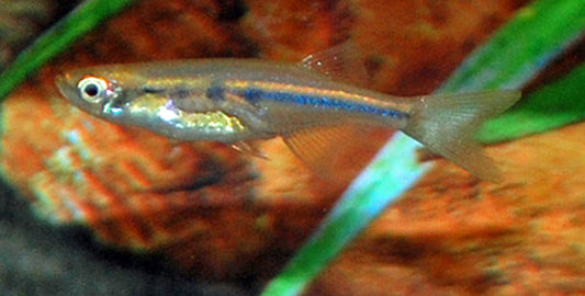 Bärbling dadiburjori Wildfang – Neochela dadiburjori M 1–2 cm | Seltene Mini-Rarität aus Indien