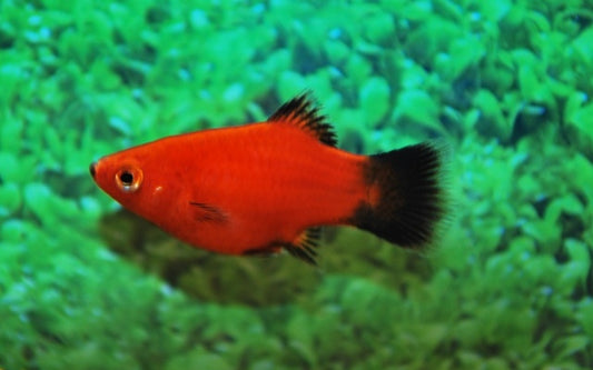 Korallenplaty Rot Wagtail – Xiphophorus maculatus M 2–2,5 cm | Rote Zuchtform mit schwarzem Flossenkontrast