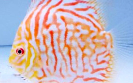 Diskus White Tiger – Symphysodon aequifasciatus "White tiger"