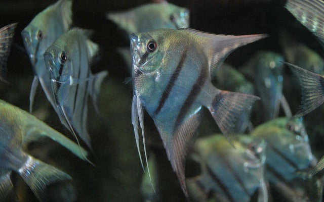 Skalar Blau – Pterophyllum scalare | Strahlend blaue Zuchtform des Amazonas-Skalar