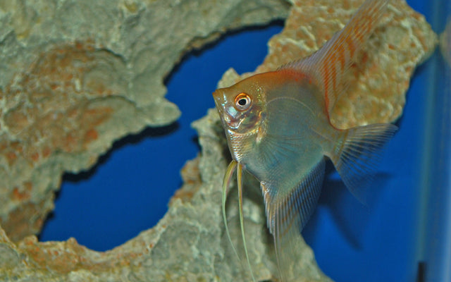 Skalar Gold – Pterophyllum scalare | Edle, goldglänzende Zuchtform des Amazonas-Skalar