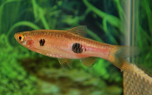 Schönflossenbärbling Wildfang – Rasbora kalochroma M 4–5 cm | Farbenprächtige Rarität aus Südostasien