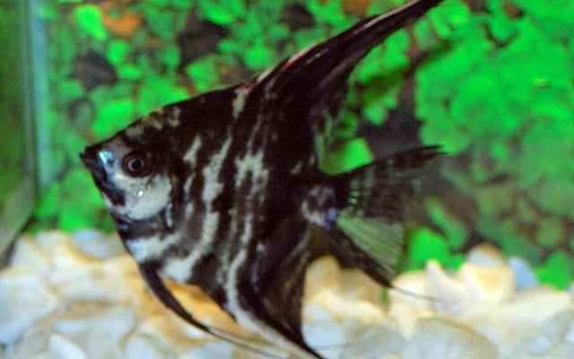 Skalar Marmor – Pterophyllum scalare | Klassische schwarz-weiße Zuchtform mit Marmorzeichnung