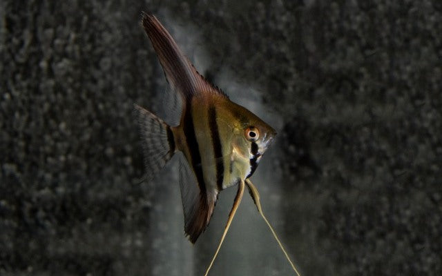 Skalar Dantum – Pterophyllum scalare | Seltene, silbrig schimmernde Zuchtform aus Südamerika