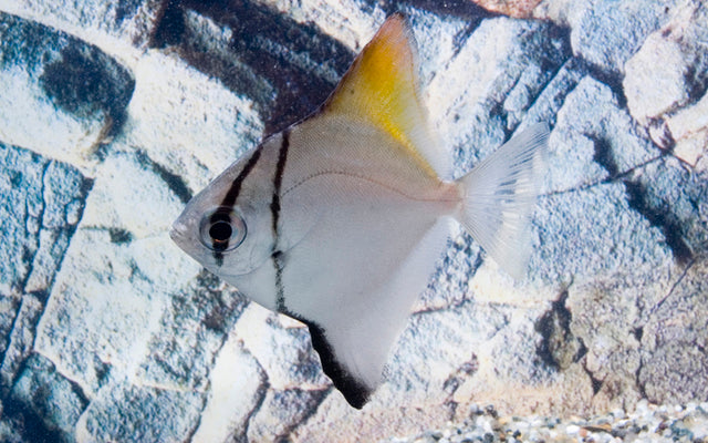 Silberflossenblatt  (Monodactylus argenteus)