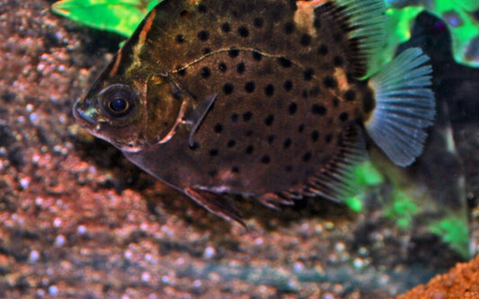 Roter Argusfisch (Scatophagus argus atromaculatus)