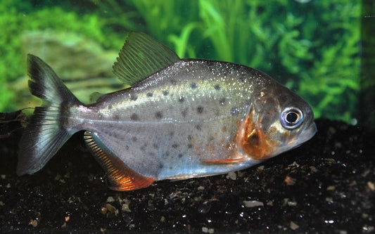 Roter Piranha (Pygocentrus nattereri)