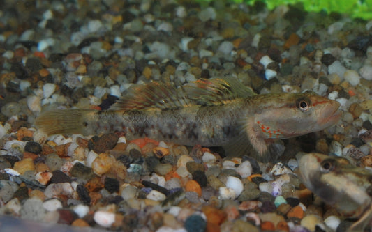 Weißwangengrundel – Rhinogobius duospilus | Friedlicher Wildfang mit kontrastreicher Kopfzeichnung & spannendem Verhalten