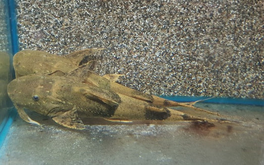 Riesenteufelswels – Bagarius yarrelli | Wildfang | Gewaltiger Strömungsliebhaber & Rarität für Großaquarien