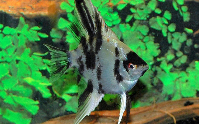 Skalar Koi – Pterophyllum scalare | Beliebte Zuchtform mit leuchtend orange-weißer Färbung