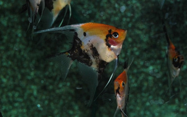 Skalar Koi Goldkopf Redcheek – Pterophyllum scalare | Edle Zuchtform mit Goldglanz & roten Wangen