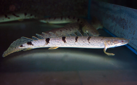 Zaire-Flösselhecht (Polypterus delhezi)