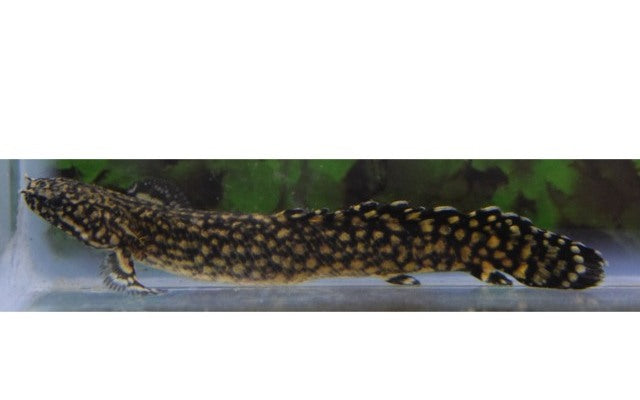 Schmuck-Flösselhecht (Polypterus ornatipinnis)