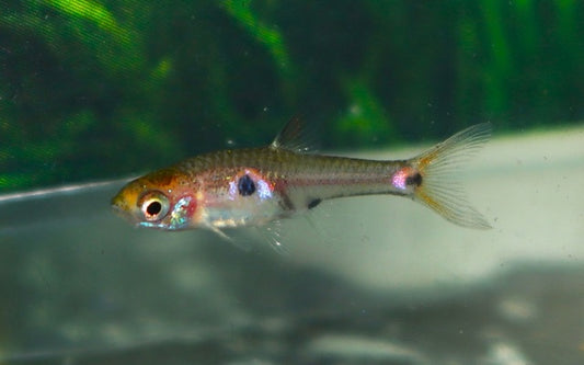 Erdbeer-Zwergbärbling Wildfang – Boraras naevus M 1,5–2 cm | Winzige Rarität aus Südostasien