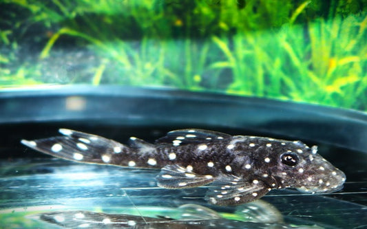 Ancistrus L107 – Ancistrus sp. | Seltener Wildfang & friedlicher Algenfresser aus Kolumbien