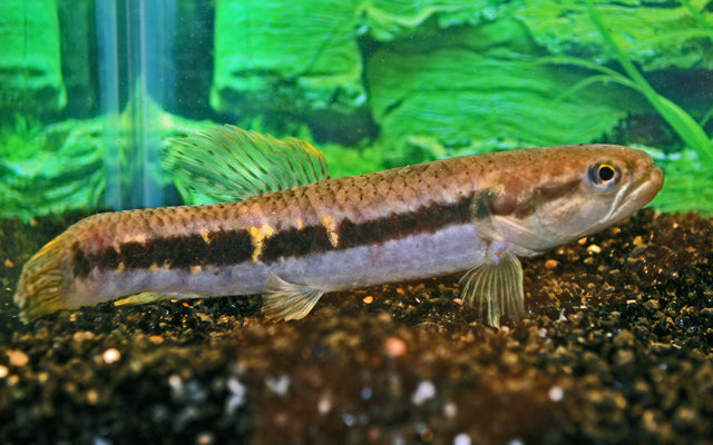 Roter Wolfsalmler (Erythrinus sp. Peru red)