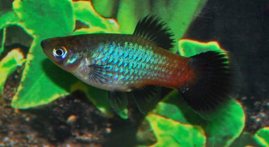 Platy Rainbow – Xiphophorus maculatus M 2–2,5 cm | Farbenfrohe Zuchtform mit schillerndem Regenbogenschimmer