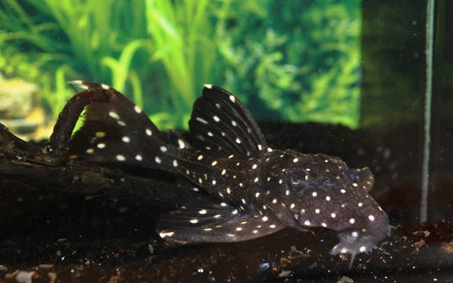 L240 Galaxias Pleco – Leporacanthicus cf. galaxias | Seltener Wildfang mit Sternenmuster
