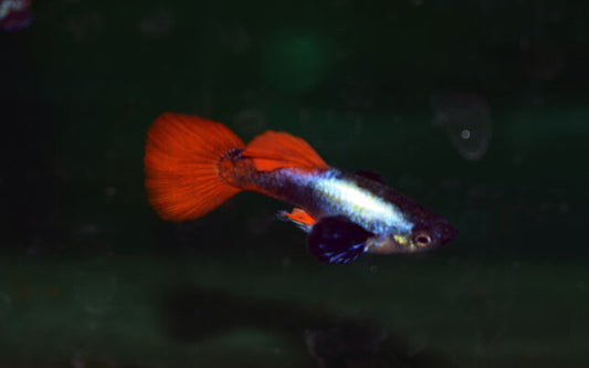 Guppy Dumbo Ear Platinum Red – Poecilia reticulata Dumbo Ear M 2,5–3 cm | Edle Zuchtform mit roten Flossen und Platin-Schimmer
