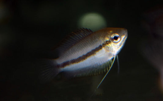 Honiggurami – Trichogaster chuna Wildfang | Friedlicher Labyrinthfisch mit goldgelber Färbung und ruhigem Wesen