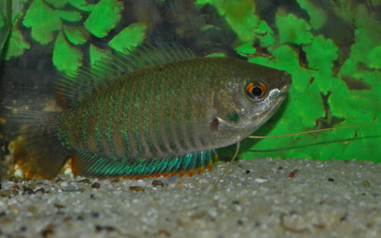 Gestreifter Fadenfisch – Trichogaster fasciata Wildfang | Ruhiger Labyrinthfisch mit markanter Streifenzeichnung