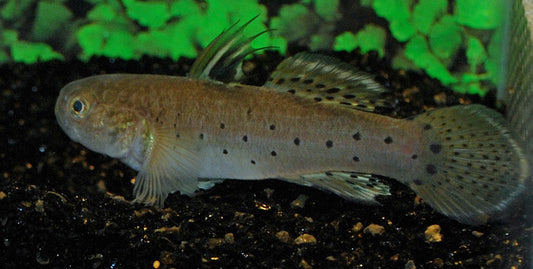 Rittergrundel – Stigmatogobius sadanundio | Seltene Wildfang-Grundel mit markanter Musterung & friedlichem Charakter
