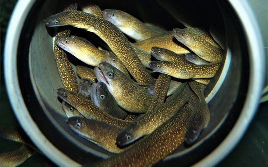 Goldstaubmuräne (Gymnothorax tile)