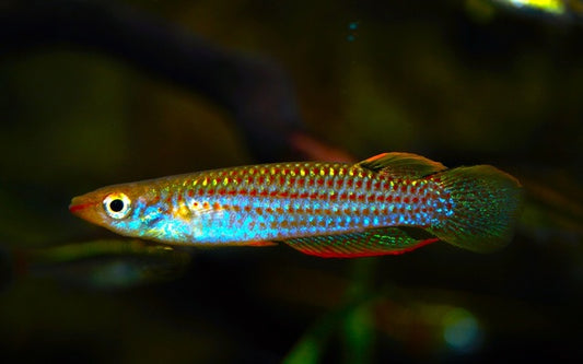 Madras Hechtling – Aplocheilus blockii | Seltener Wildfang aus Indien mit natürlicher Zeichnung