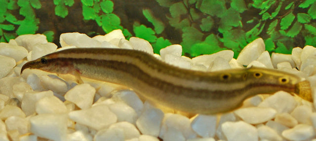 Einstreifenstachelaal - Macrognathus aral