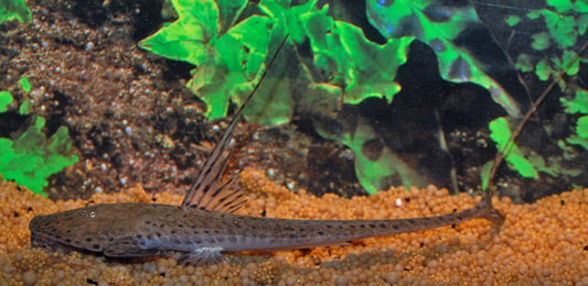 Rundkopf-Flunderharnischwels – Planiloricaria cryptodon | Seltener Wildfang & faszinierender Bodenbewohner