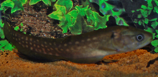 Afrikanischer Fähnchen-Messerfisch – Papyrocranus afer | Wildfang | Seltene, elegante Art aus Westafrika