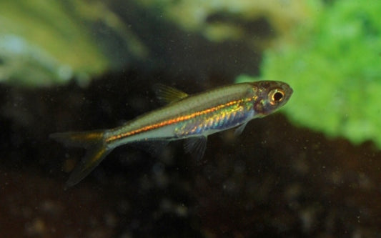 Orangeroter Zwergsalmler Wildfang – Ladigesia roloffi L 2,5–3 cm | Seltener Afrikafisch