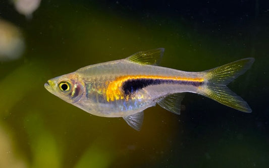 Keilfleckbärbling hengeli Wildfang – Trigonostigma hengeli M 1,5–2 cm | Seltene Rarität aus Südostasien