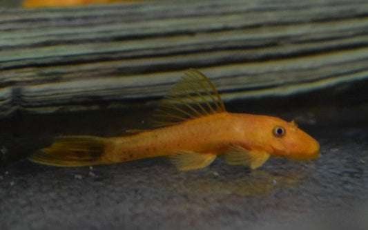 Ancistrus Rot – Ancistrus cf. cirrhosus „Red“ | Farbintensiver Algenfresser & friedlicher Wels