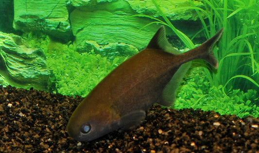 Rundnasen-Elefantenfisch – Petrocephalus bovei guineensis | Wildfang | Friedlicher Mini-Elefantenfisch aus Afrika